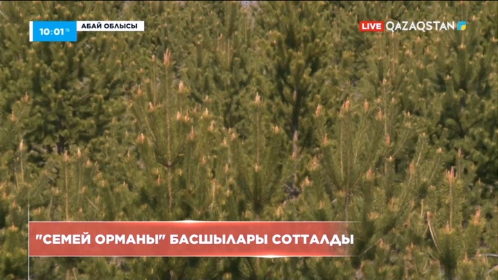 «Семей орманы» табиғи резерватының басшылары сотталды