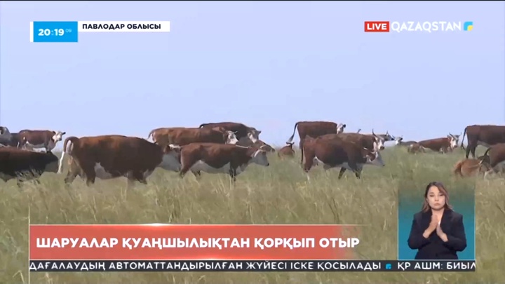 Павлодарлық шаруалар қуаңшылықтан қорқып отыр