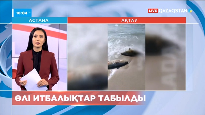 Ақтауда теңіз жағасынан өлі итбалықтар табылды