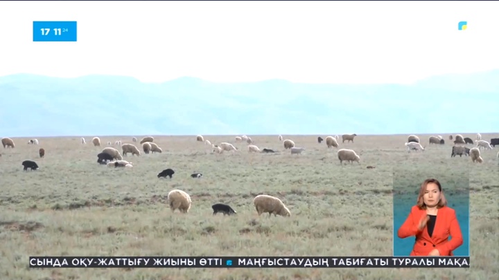 Жетісу облысында мемлекетке қайтарылған жер пайдаланылмай жатыр