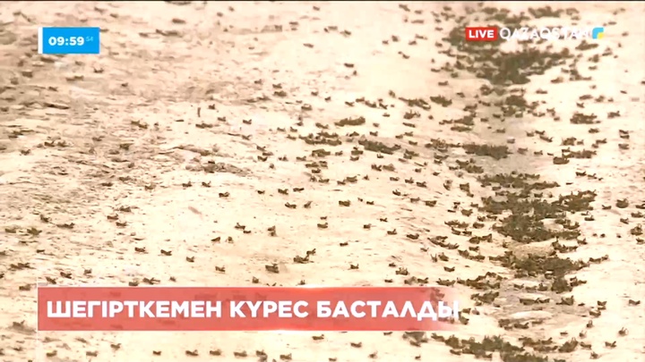 Үкімет шегірткемен күресті қолға алды