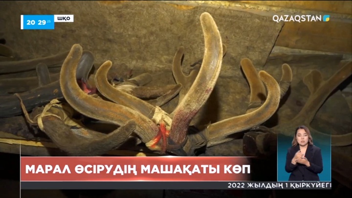 Еліміздің шығыс және солтүстік өңірлерінің марал өсіруге табиғи әлеуеті жетеді