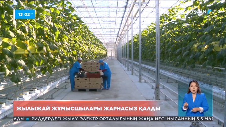 Қарағанды облысында жылыжай жұмысшылары жарнасыз қалды