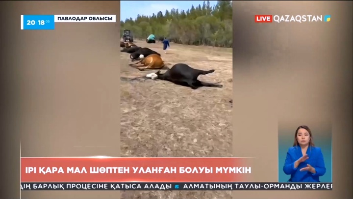 Павлодар облысының Железинка ауданында қырылып қалған сиырлар шөптен уланған болуы мүмкін