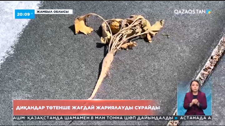 Жамбылдық диқандар төтенше жағдай жариялауды сұрайды