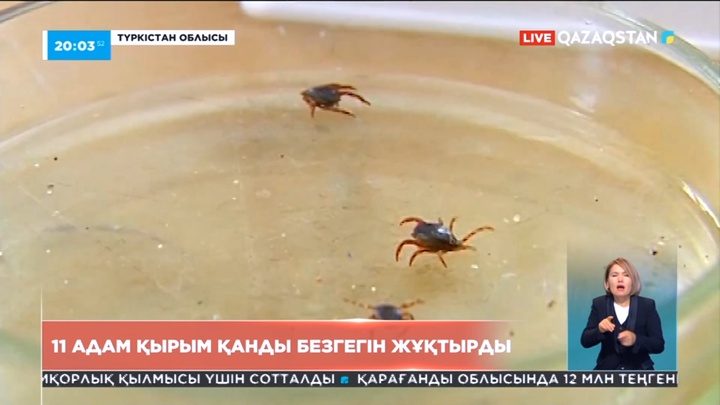 Түркістан облысында 11 адам Қырым қанды безгегін жұқтырды
