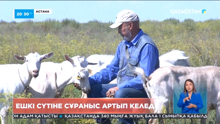 Астаналық зейнеткер 5 жылдан бері ешкіні бағып, одан табыс тауып отыр