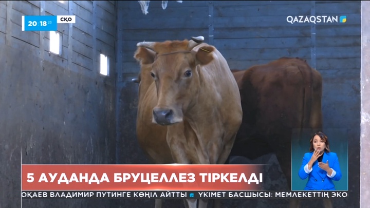 СҚО-да ірі қарадан бруцеллез анықталды