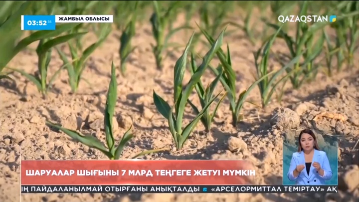 Жамбылда шаруалар шығыны 7 млрд теңгеге жетуі мүмкін