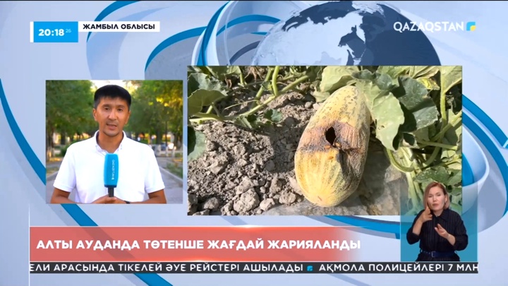 Жамбыл облысында құрғақшылықтан 400-ге тарта шаруа шығынға батты