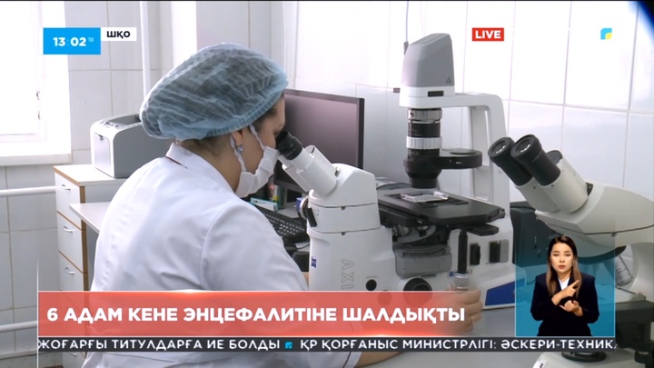 Шығыс Қазақстан облысында 6 адам кене энцефалитіне шалдықты