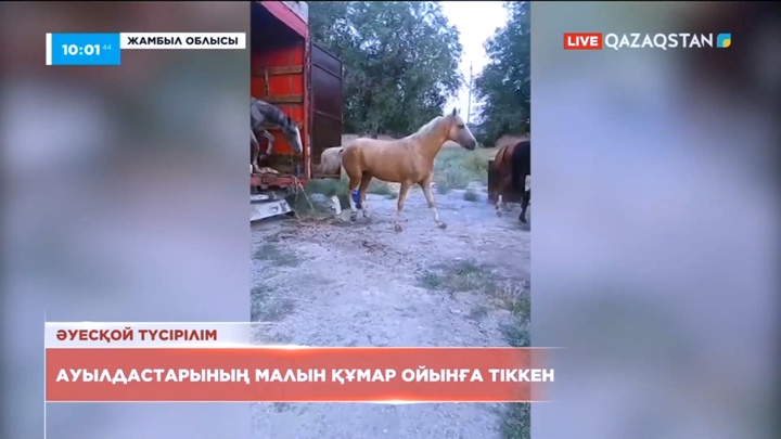 Жамбылдық тұрғын ауылдастарының 19 бас малын құмар ойынға салып жіберген