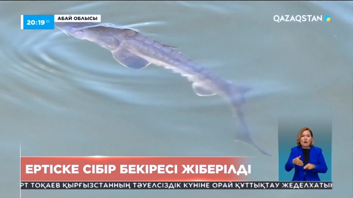 Ертіс өзенінде жойылып кеткен Сібір бекіресін мамандар қайта молайтып жатыр