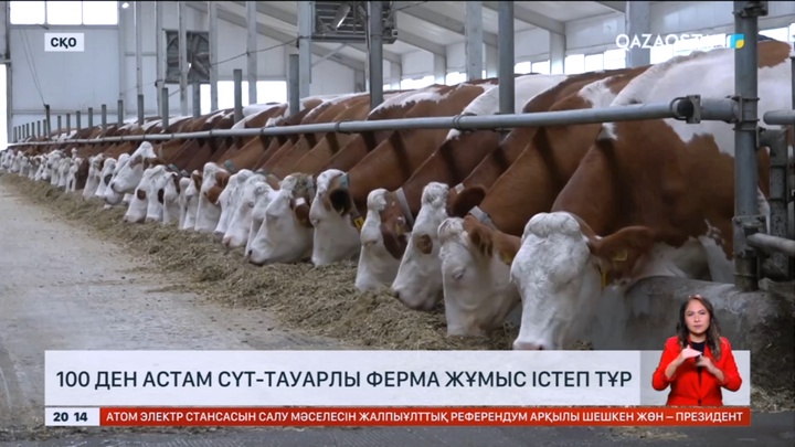 Солтүстік Қазақстанда 100-ден астам сүт-тауарлы ферма жұмыс істеп тұр