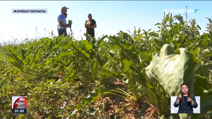 Қуаңшылық: Жамбылдық шаруалар су тапшылығынан шығынға ұшырады