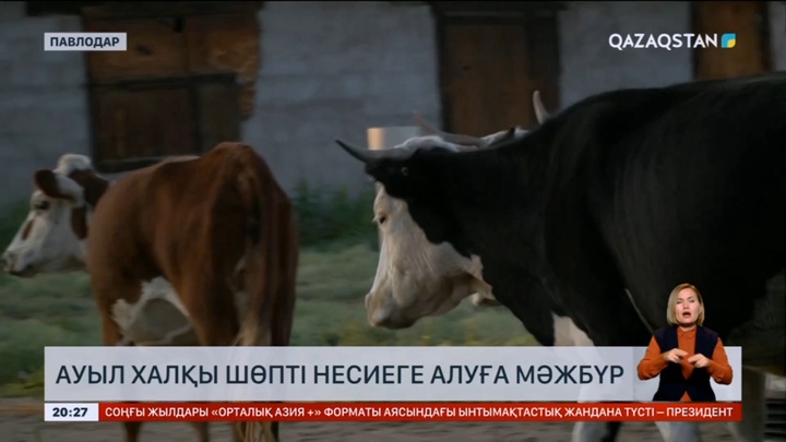 Павлодарлық тұрғындар шөпті несиеге алуға мәжбүр