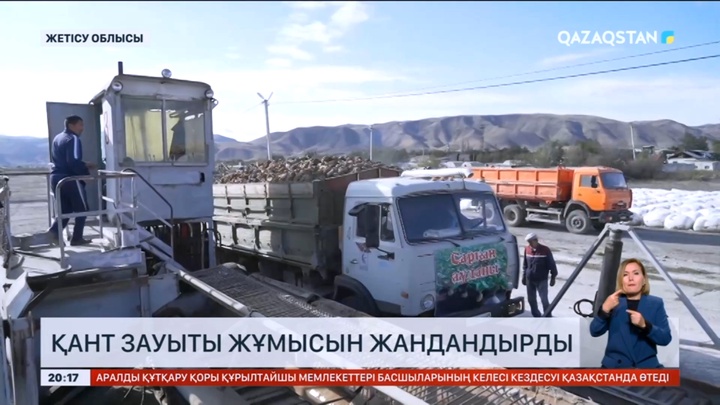 Жетісу облысында қант қызылшасын жинау науқаны қыза түсті