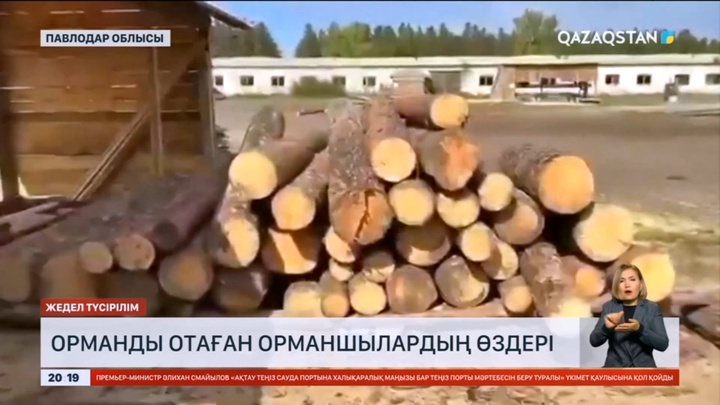 Павлодар облысында орманшылар қарағайлы орманды отады деген күдікке ілікті