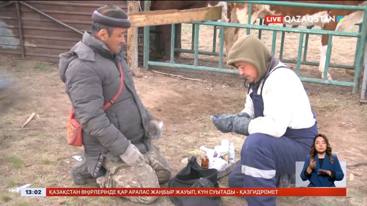 Ақмола облысында сібір жарасын жұқтырғандар саны артты