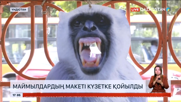 Үндістанда лангур маймылдарының макеті күзетке қойылды