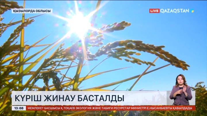 Қызылорда облысында күрішке орақ түсті