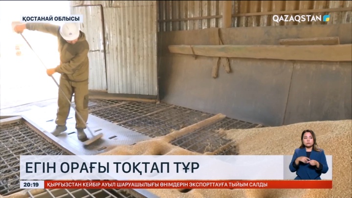 Қостанай облысында толассыз жауған жаңбырдан егін орағы тоқтап тұр