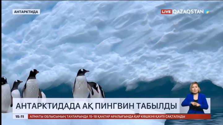 Антарктидада ақ пингвин табылды
