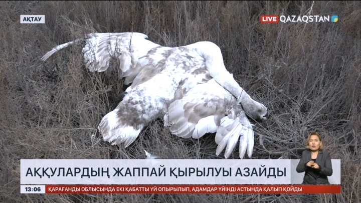 Маңғыстауда аққулардың жаппай қырылуы азайды