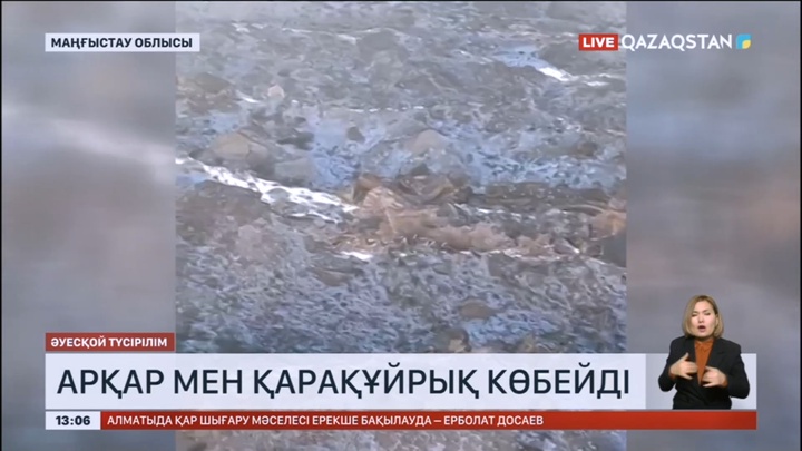 Маңғыстауда арқар мен қарақұйрық көбейді