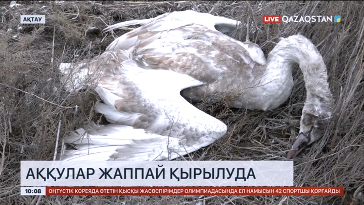 Маңғыстауда аққулар жаппай қырылып жатыр