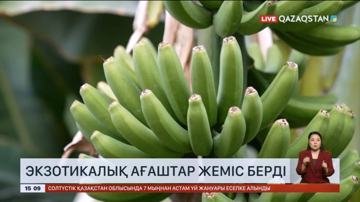 Түркістан облысының Сарыағаш ауданында экзотикалық ағаштар жеміс берді