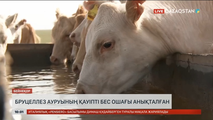 Ақтөбе облысында бруцеллездің қауіпті бес ошағы анықталған