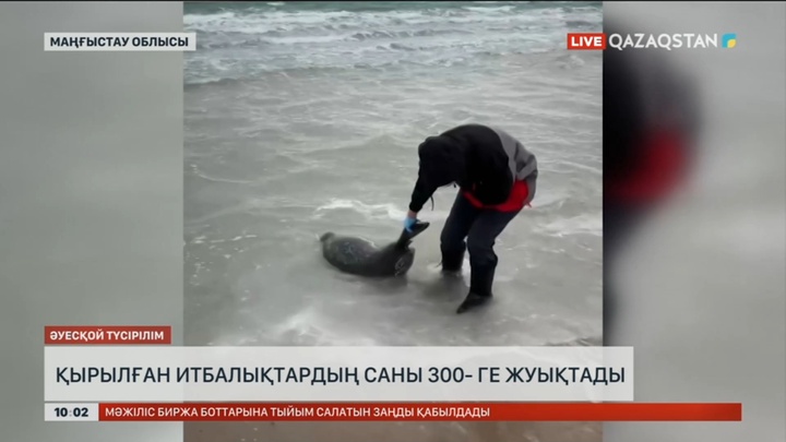 Маңғыстауда қырылған итбалықтардың саны 300-ге жуықтады