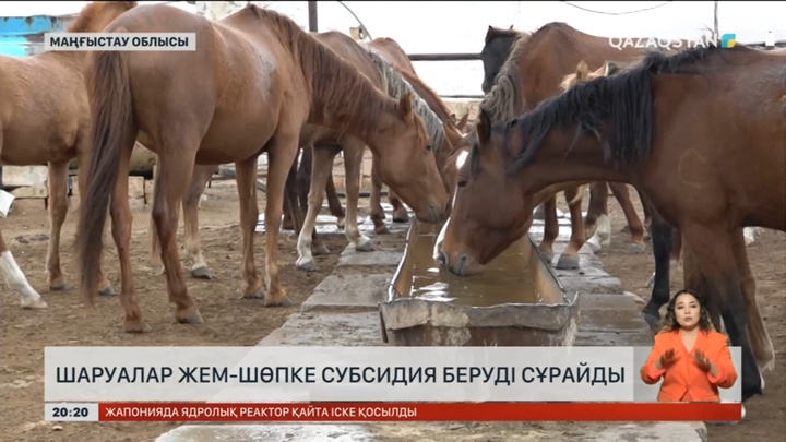 Маңғыстаулық шаруалар жем-шөпке субсидия беруді сұрайды