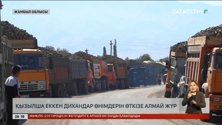 Жамбыл облысында қызылша еккен дихандар өнімдерін өткізе алмай жүр