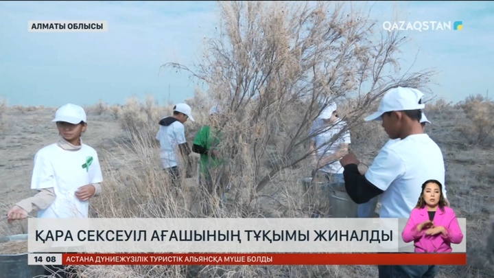 Алматы облысында қара сексеуіл ағашының тұқымын жинады