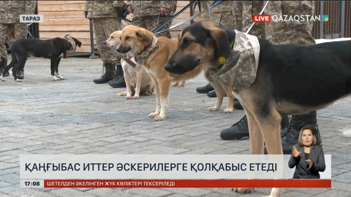 Қаңғыбас иттер Қарулы күшке қызмет ететін болды