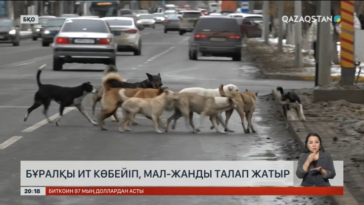 Бұралқы ит көбейіп, мал-жанды талап жатыр
