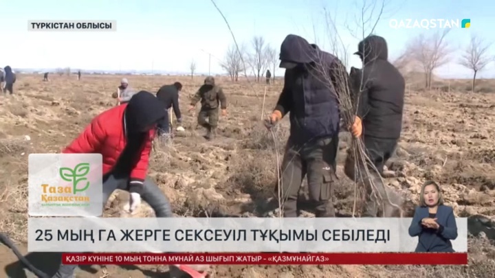 Түркістан облысында 25 мың гектар жерге сексеуіл тұқымы себіледі