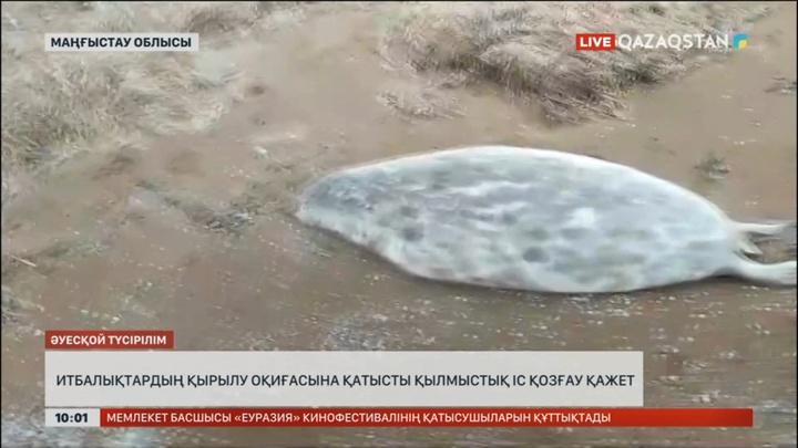 Итбалықтардың өліміне қатысты қылмыстық іс қозғау қажет - сарапшы