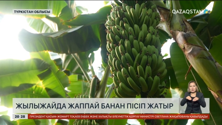 Түркістан облысындағы жылыжайда жаппай банан пісіп жатыр
