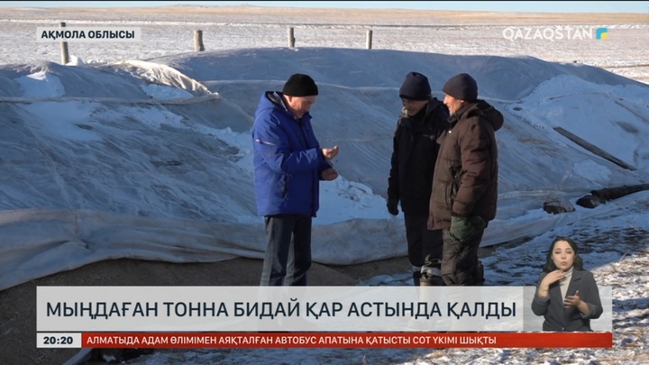 Ақмолада мыңдаған тонна бидай қар астында қалды