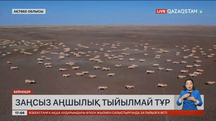 Ақтөбеде заңсыз аңшылық тыйылмай тұр