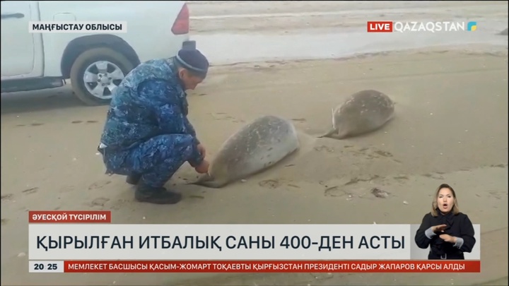 Қырылған итбалық саны 400-ден асты