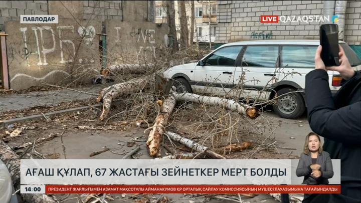 Павлодарда ағаш құлап, 67 жастаға азаматты мерт қылды