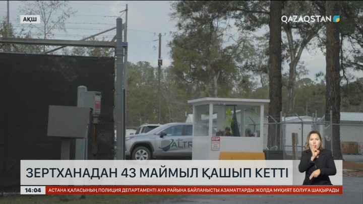 АҚШ-та зертханадан 43 маймыл қашып кетті