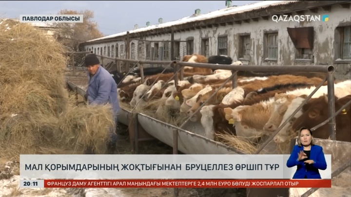 Павлодар облысында мал қорымдарының жоқтығынан бруцеллез өршіп тұр
