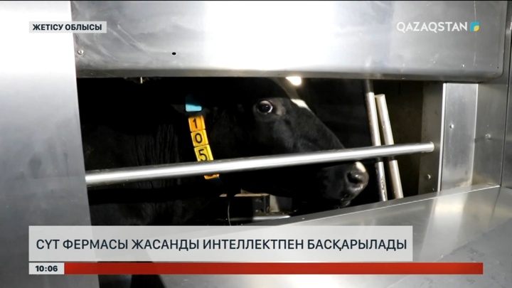 Жетісуда жасанды интеллект көмегімен басқарылатын сүт фермасы жұмыс істеп тұр