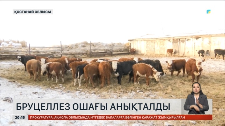 Қостанай облысында бруцеллез ошағы анықталды