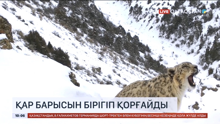 Әлемде 6 мыңға жуық қар барысы қалған